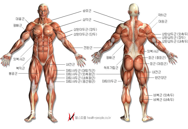 인체 근육 구조 이름 .jpg