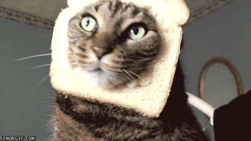 2446708-175201361188289241_when-bread-cat-learns-about-your-gluten-intolerance.gif