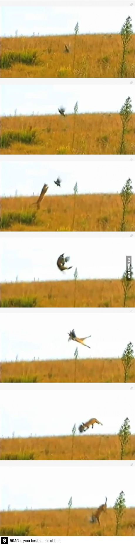 치타가 새를 잡는 방법.jpg
