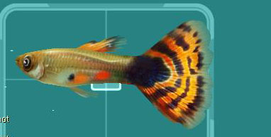 물고기3.jpg