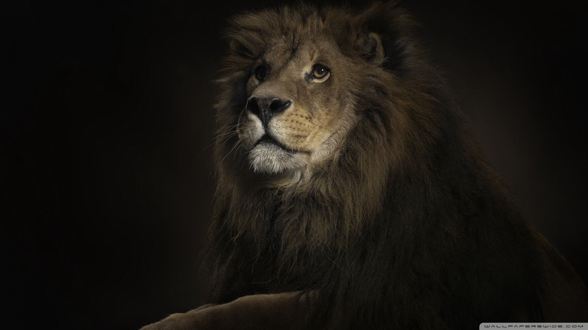 lion_king-1920x1080.jpg
