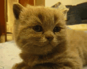 dogdrip.net_sleep.gif